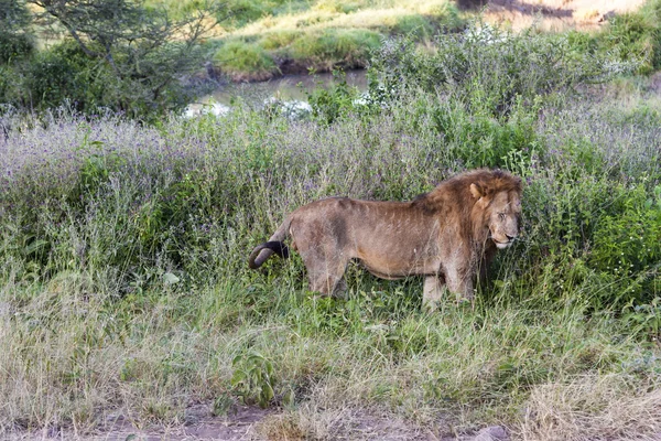 Vahşi doğadaki aslan. — Stok fotoğraf