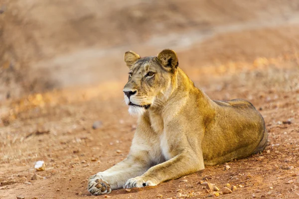 孤独的狮子 — 图库照片