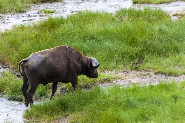 Buffalo en Afrique — Photo