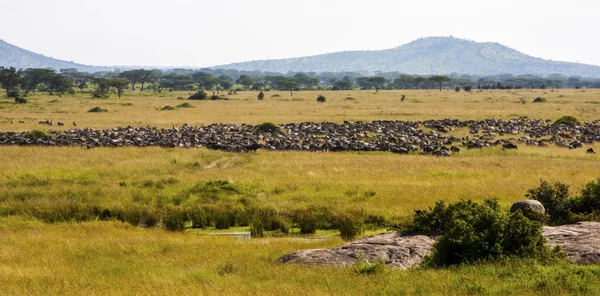 Rebanho de animais durante migração no Parque Nacional Serengeti Tanzânia — Fotografia de Stock