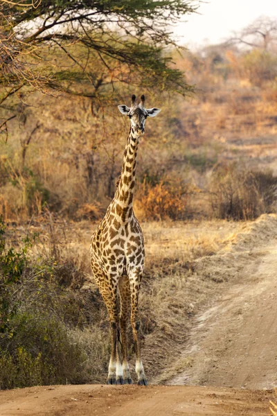 在荒野中的长颈鹿 — 图库照片