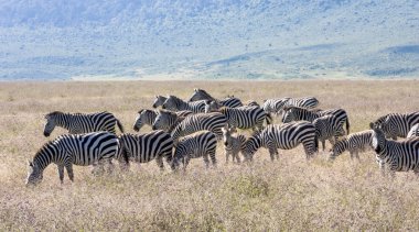 Zebra sürüyü sırasında geçiş Tanzanya'daki serengeti Ulusal Parkı
