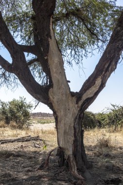 Afrika vahşi doğada yalnız ağaç