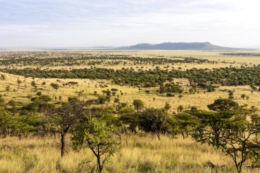 Serengeti Ulusal Parkı