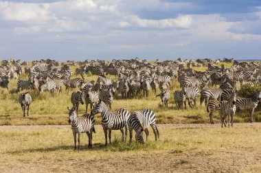Zebra sürüyü sırasında geçiş Tanzanya'daki serengeti Ulusal Parkı