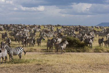 Zebra sürüyü sırasında geçiş Tanzanya'daki serengeti Ulusal Parkı