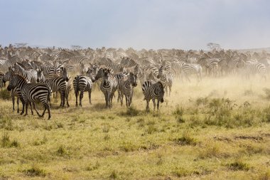 Zebra sürüyü sırasında geçiş Tanzanya'daki serengeti Ulusal Parkı