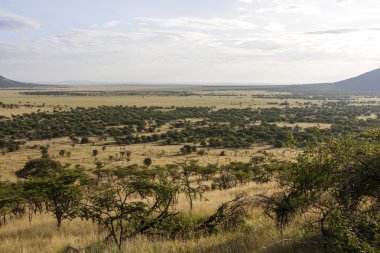 Serengeti Ulusal Parkı