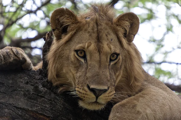 年轻的雄性非洲狮。关闭. — 图库照片