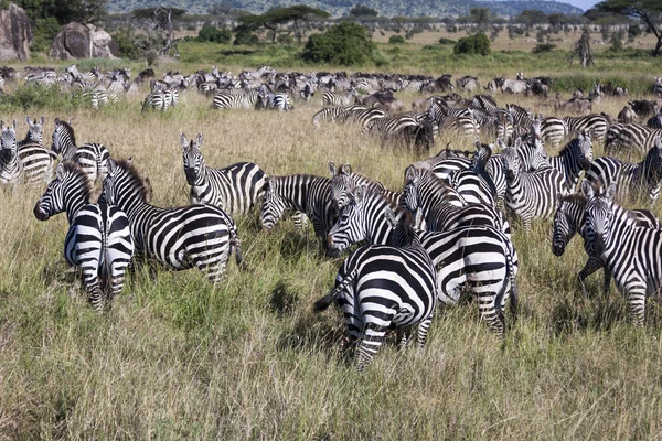 Ζέβρες στην Τανζανία — Φωτογραφία Αρχείου