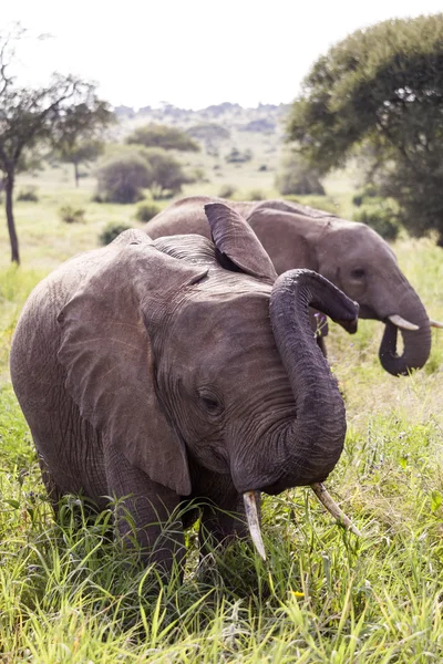 Elefante en Tanzania — Foto de Stock