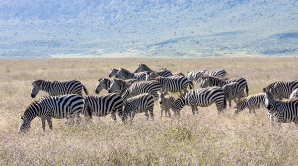 Zebra sürüyü sırasında geçiş Tanzanya'daki serengeti Ulusal Parkı — Stok fotoğraf