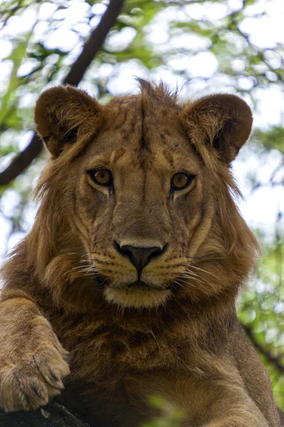 A young male African lion. Close up. — Stock Photo, Image