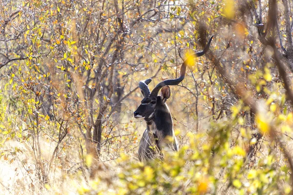 Toro kudu africano — Foto Stock