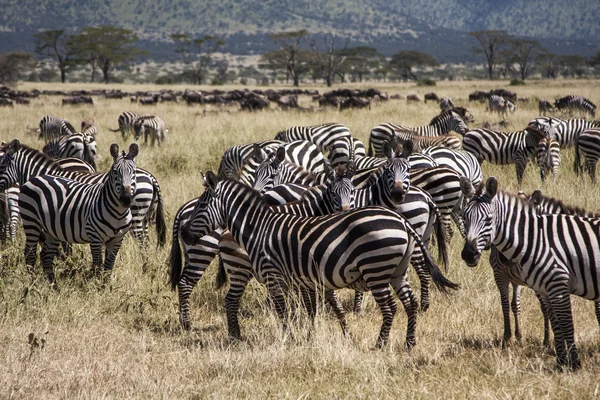 Zebror i tanzania — Stockfoto