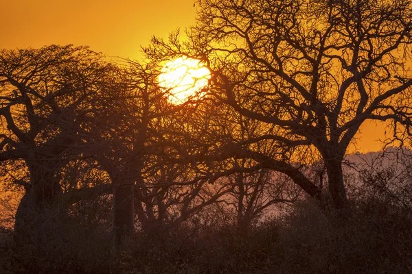 Coucher de soleil au parc national du Serengeti — Photo
