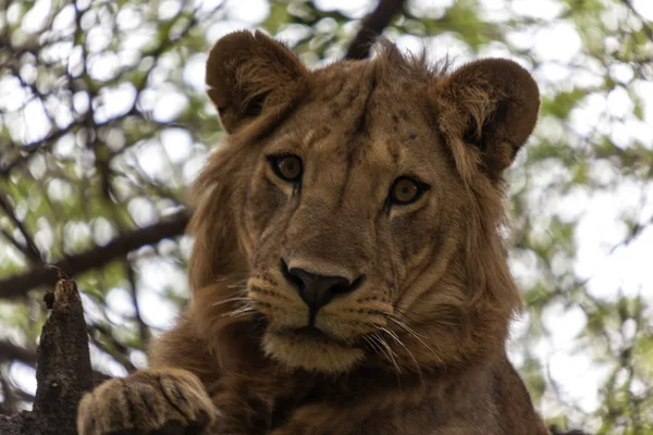 Ein junger afrikanischer Löwe. Nahaufnahme. — Stockfoto