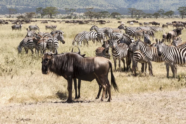 Stádo zvířat během migrace v serengeti národní park Tanzanii — Stock fotografie