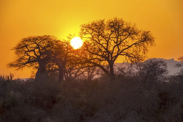 Solnedgång på serengeti national park — Stockfoto