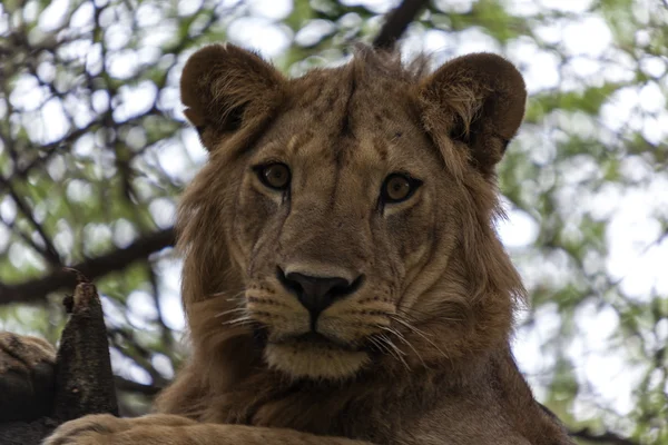 Um jovem leão africano. Fechar . — Fotografia de Stock