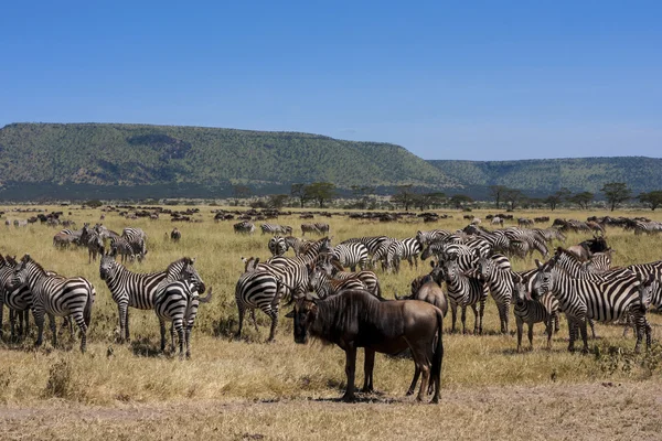 タンザニアのセレンゲティ国立公園の移行中に動物の群れ — ストック写真