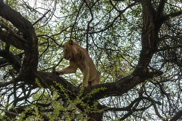 Lion On The Tree — Stock Photo, Image