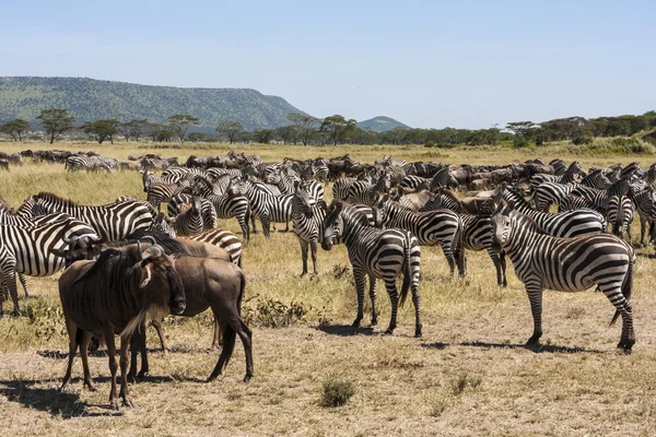Zèbres dans le parc national du Serengeti — Photo
