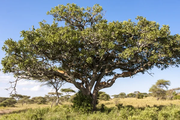 Árvore solitária no deserto africano — Fotografia de Stock