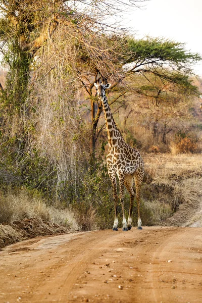 Žirafa v divočině — Stock fotografie