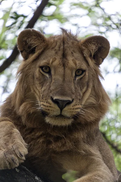 Um jovem leão africano. Fechar . — Fotografia de Stock