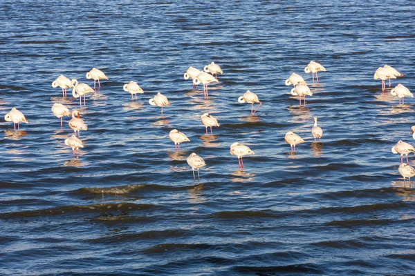 Flamingi w jezioro w Afryce — Zdjęcie stockowe