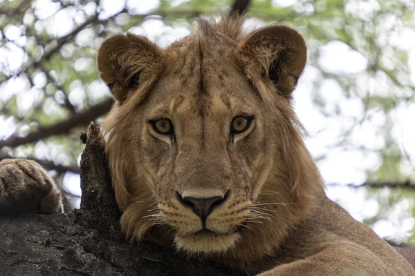 A young male African lion. Close up. — Stock Photo, Image