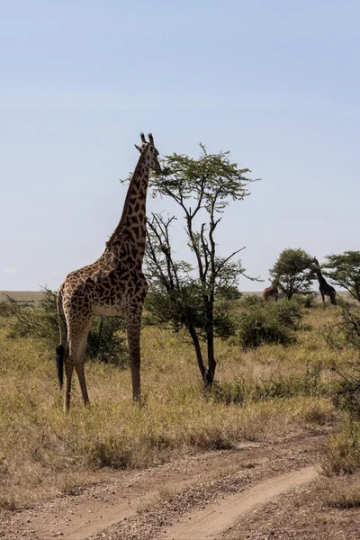 Grazing Giraffe — Stock Photo, Image