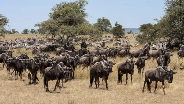 Wildebeests gnu herd — Stock Photo, Image