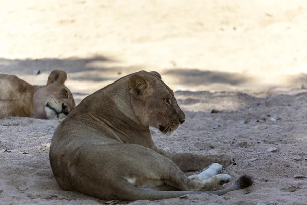 Отдыхающий одинокий лев — стоковое фото