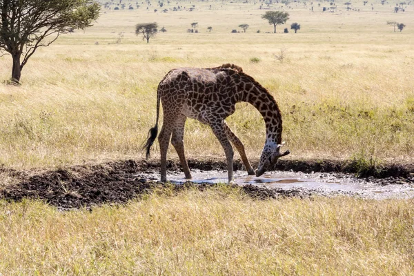 Giraffa al pascolo — Foto Stock