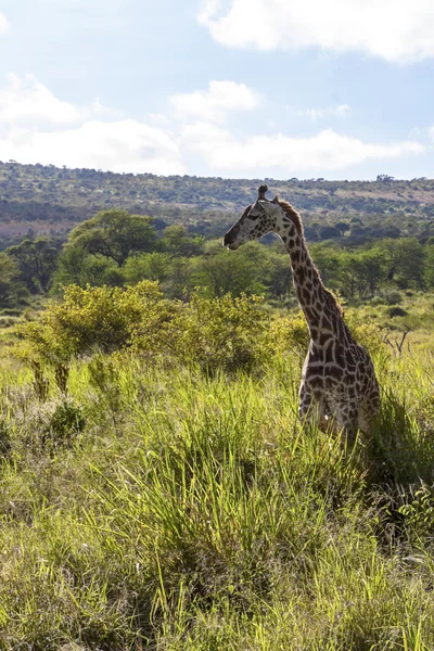 Pastevní žirafa — Stock fotografie