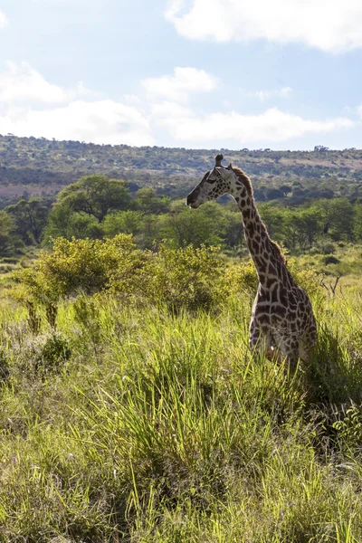 Grazing Giraffe — Stock Photo, Image