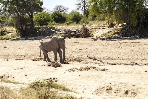 タンザニアでの象 — ストック写真