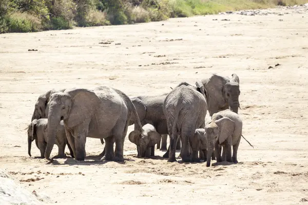 Elefante en Tanzania — Foto de Stock