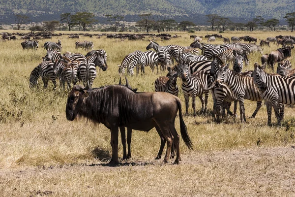 Zebras herd and wildebeest gnu — Stock Photo, Image