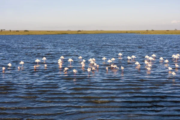 Flamingi w jezioro w Afryce — Zdjęcie stockowe