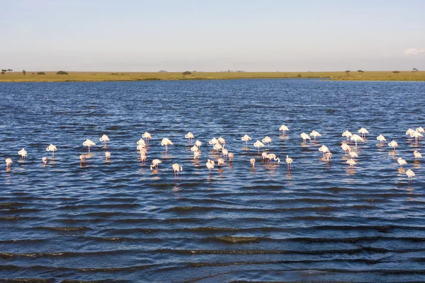 Flamencos en un lago en África —  Fotos de Stock