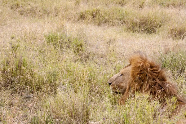 Resting lonely lion — Stock Photo, Image