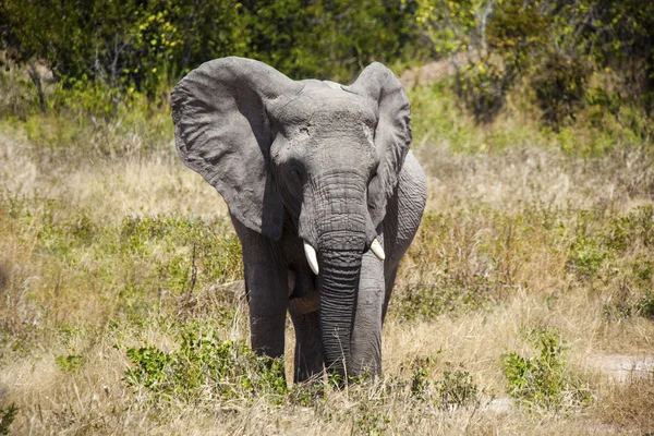 Elefante en Tanzania —  Fotos de Stock