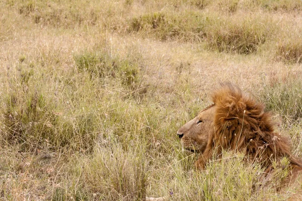 Lion solitaire au repos — Photo