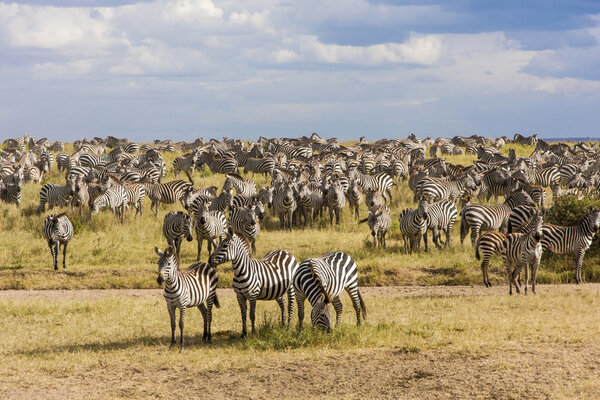 Zebra herd during migration in Serengeti national park Tanzania