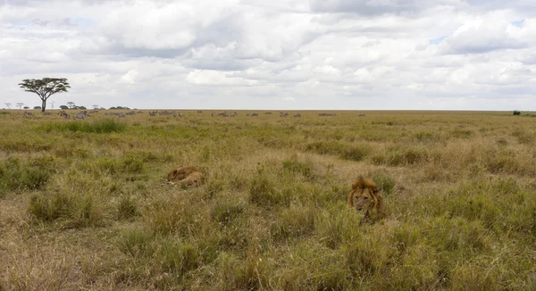 Leones escondidos en los arbustos — Foto de Stock