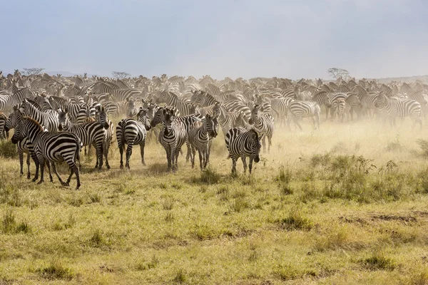 Zebra stada podczas migracji w parku narodowym serengeti tanzania — Zdjęcie stockowe