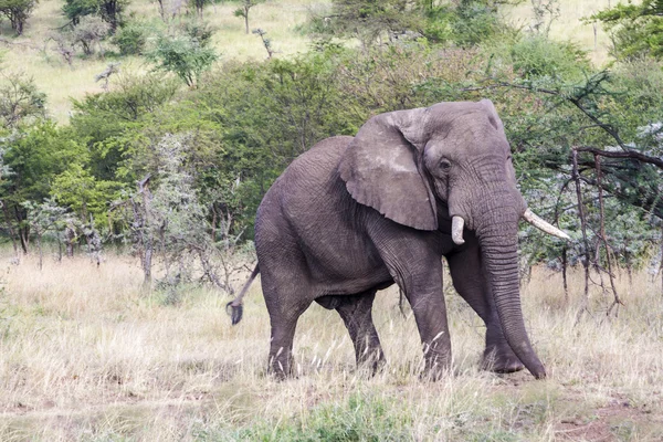 Elefante en Tanzania —  Fotos de Stock